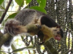 Squirrel.JPG (201 KB)